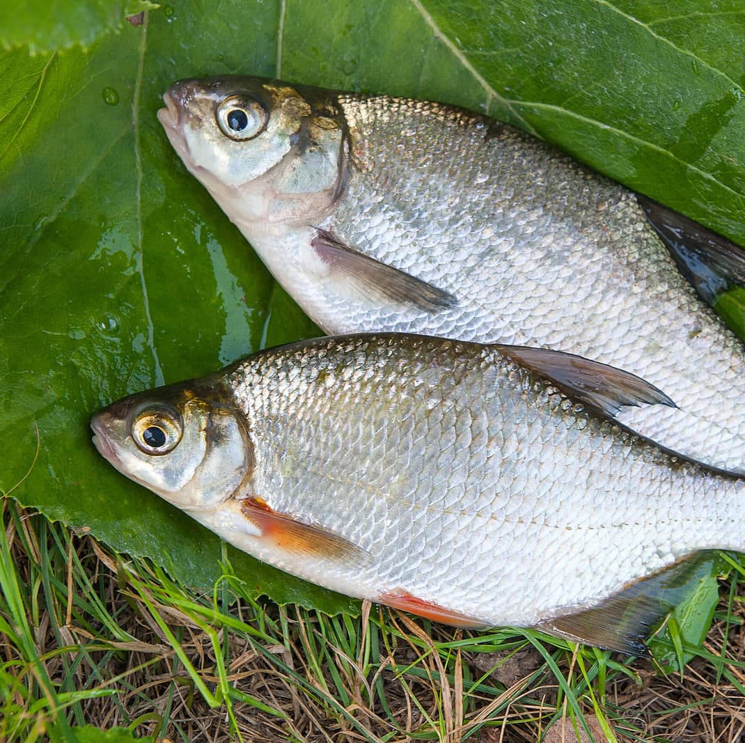 Bream