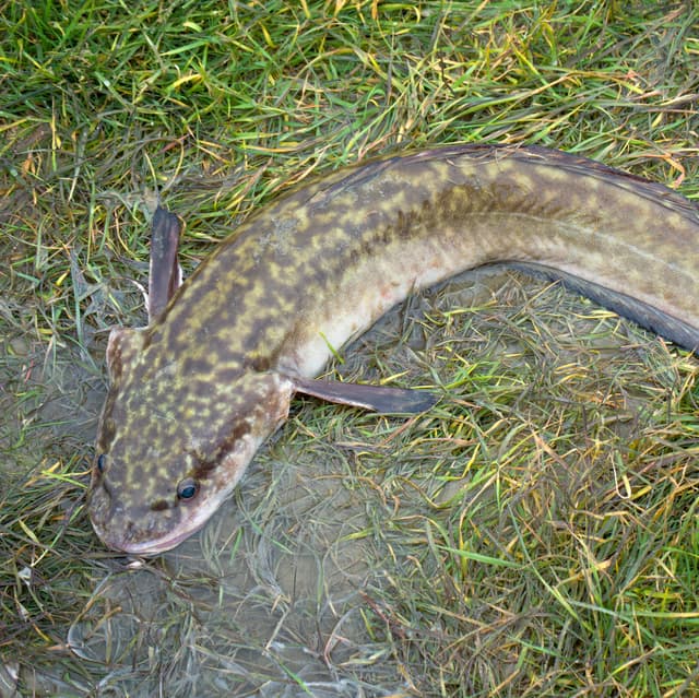 burbot