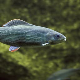 grayling