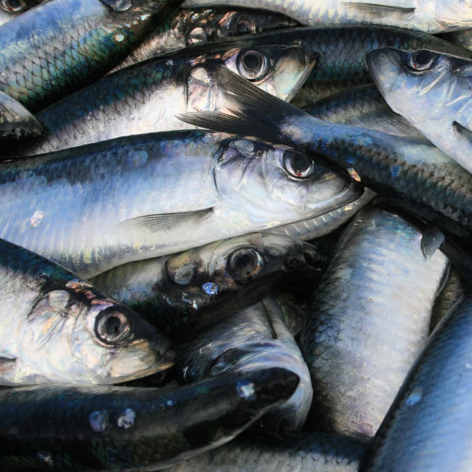Herring