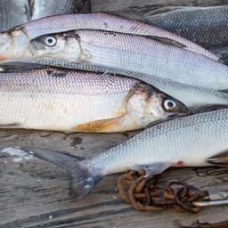 large_whitefish