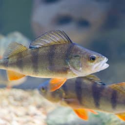 perch