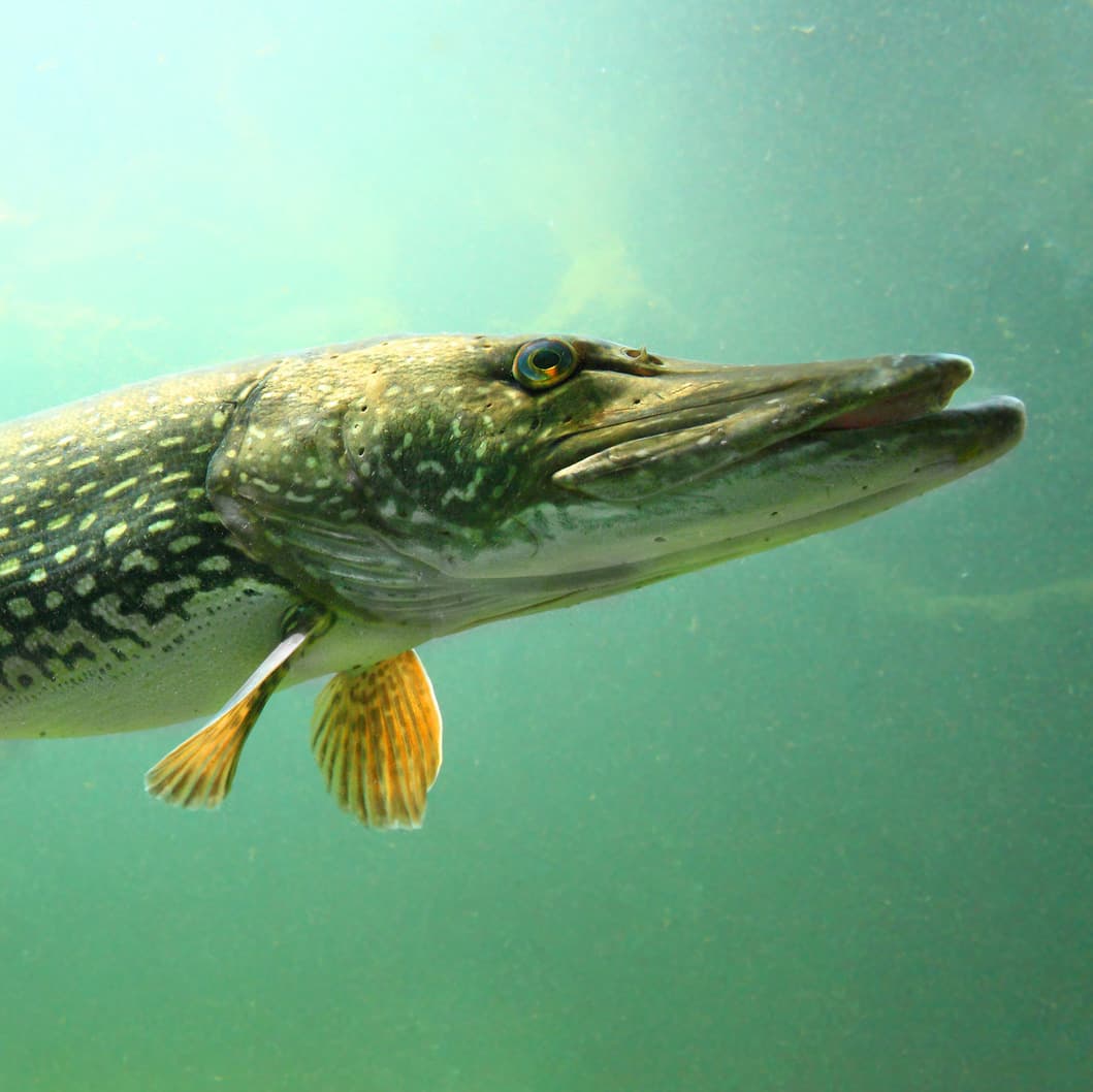 Pike