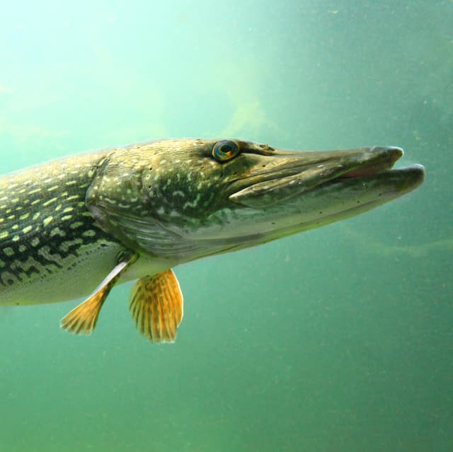pike