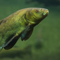 tench