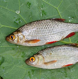 Friedfisch