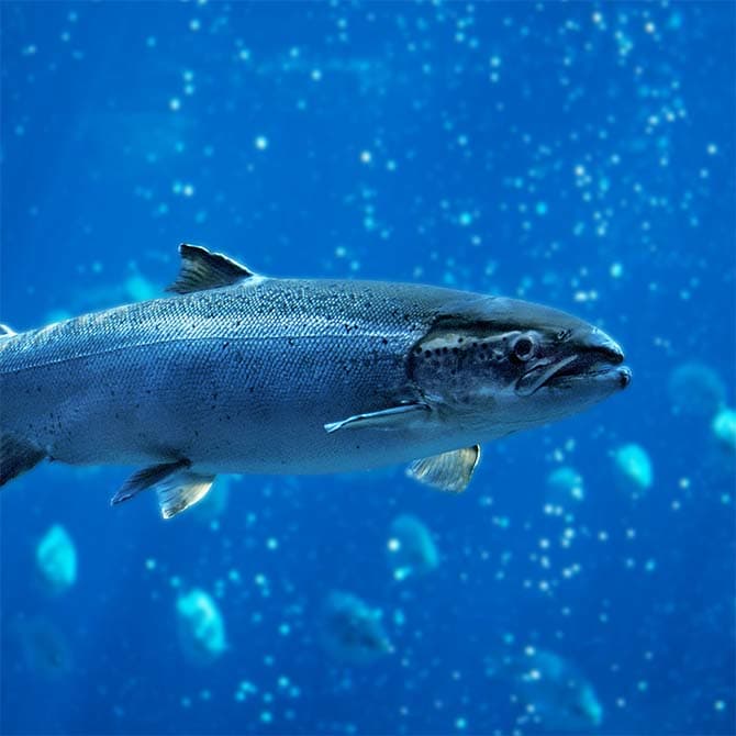 Lachs