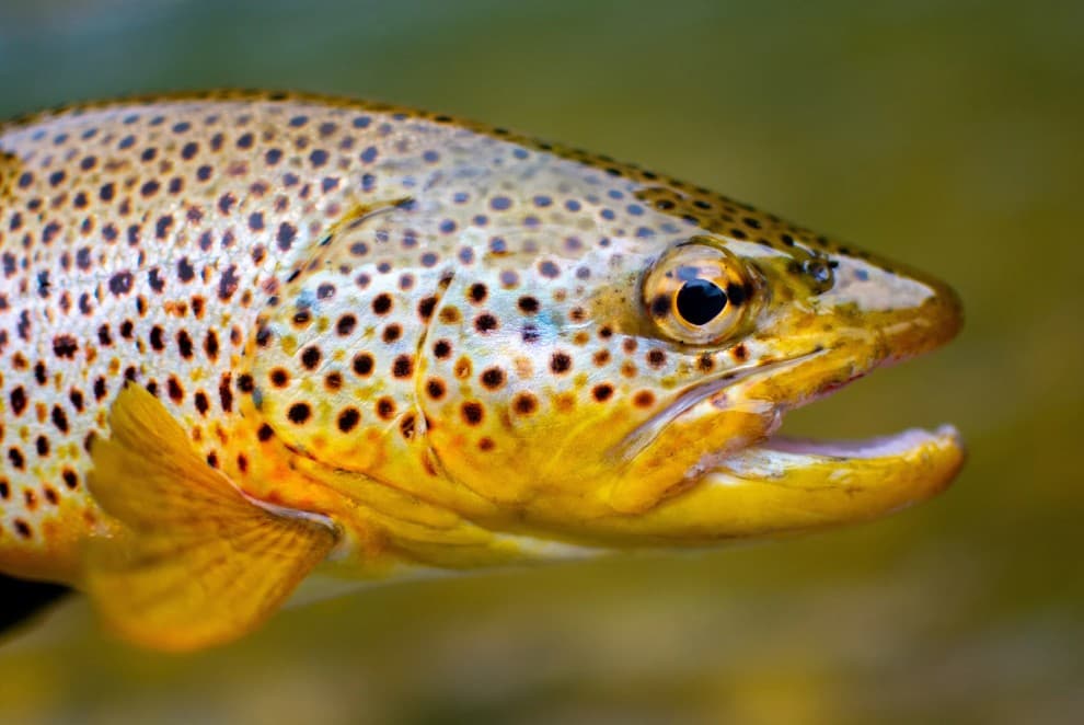 Fische Mix