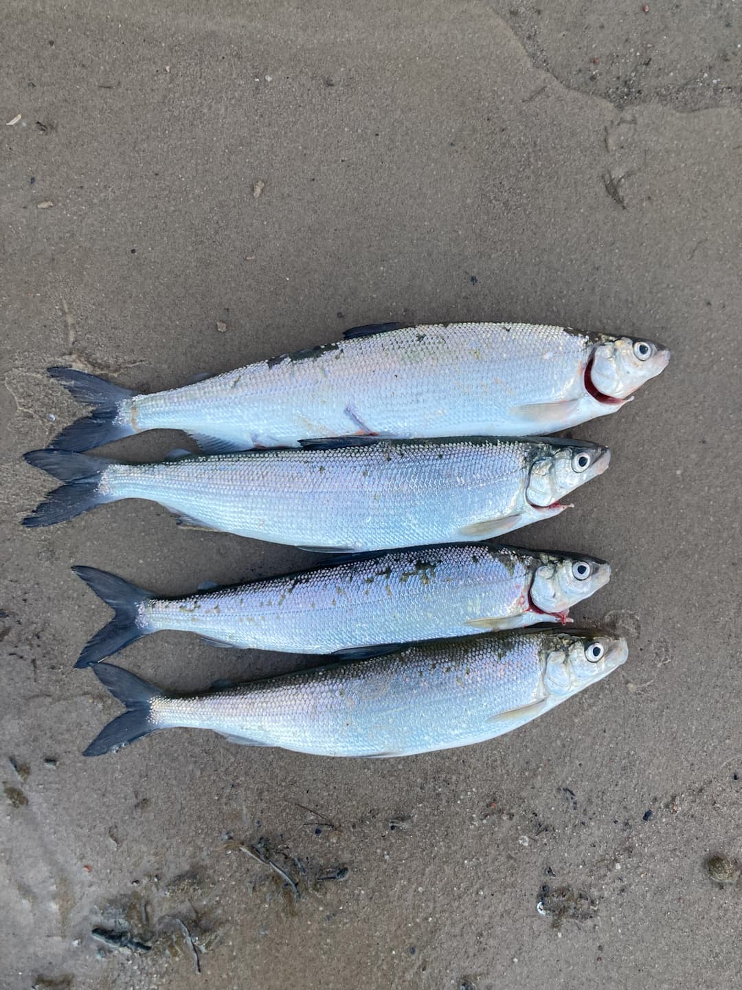 Felchen | Picture of An Unexpected Treasure: The European Whitefish