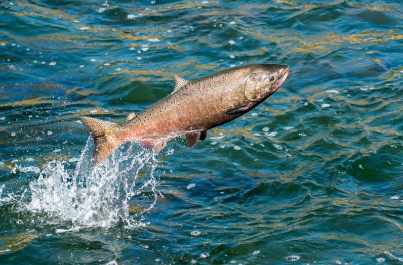 Lachs