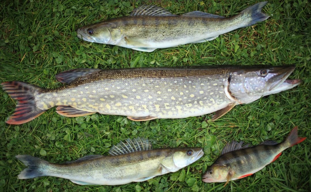 Fische Mix | Picture of Fische in Finnland - Welche Fische du in Finnland fangen kannst 