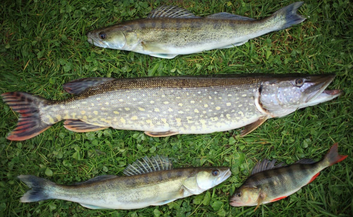 Fische Mix