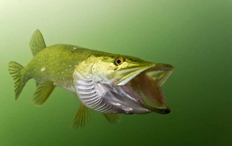 Pike