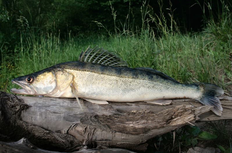 Zander
