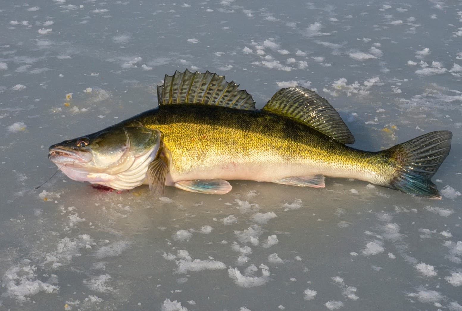 Eisangelzander