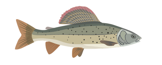 Grayling