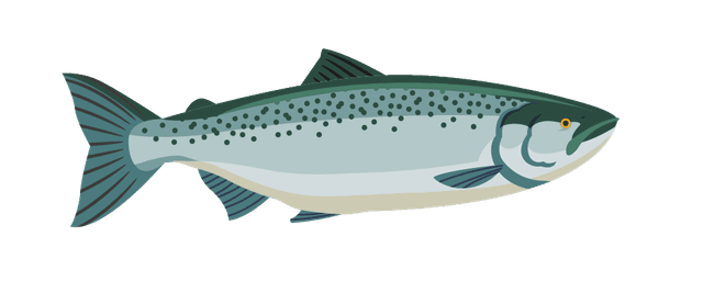 Landlocked Salmon