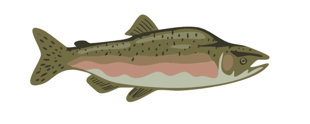 Pink Salmon