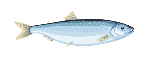 Baltic Herring