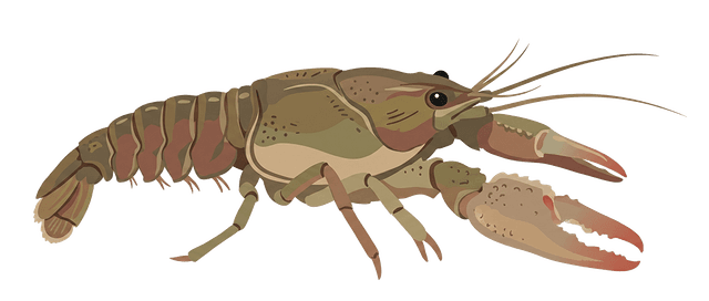 Crab