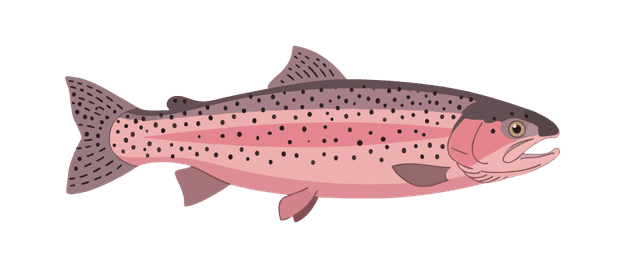 Rainbow Trout