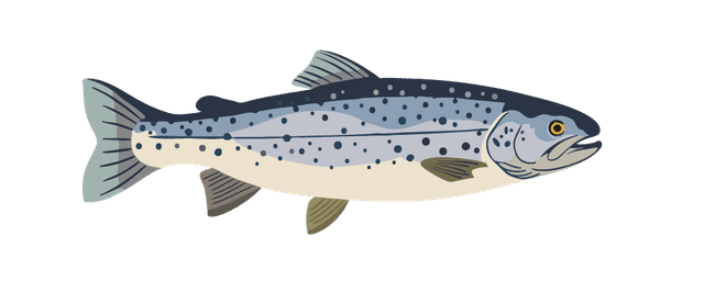 Lake Trout