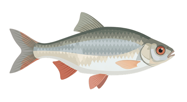 Vitfisk