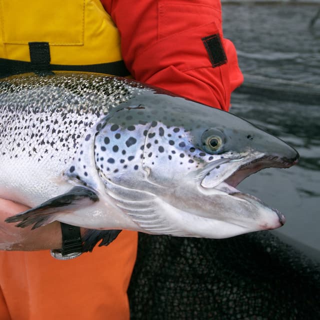 baltic_salmon