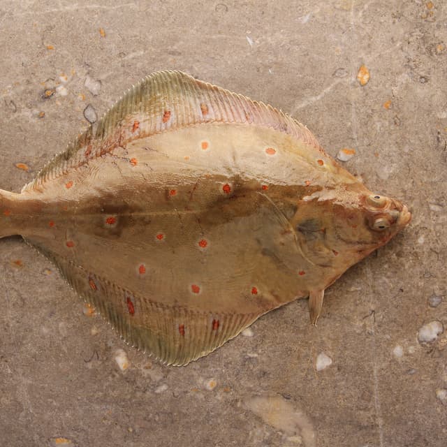 flatfish
