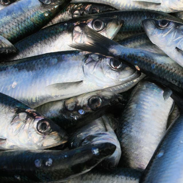 herring