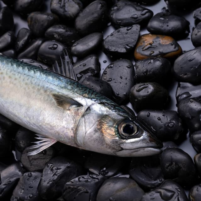 Mackerel