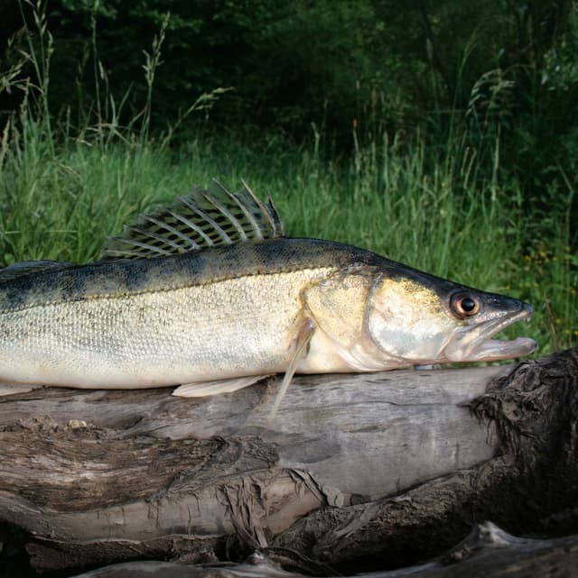 zander_pike_perch