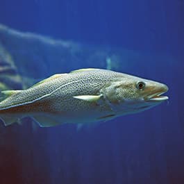 Cod