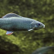 Grayling