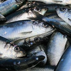 Herring