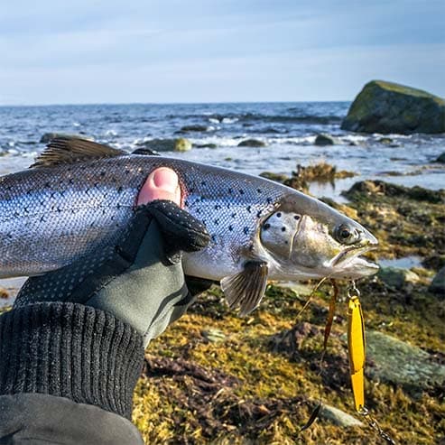 Sea Trout