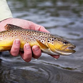 Trout