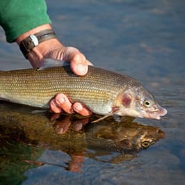 Whitefish
